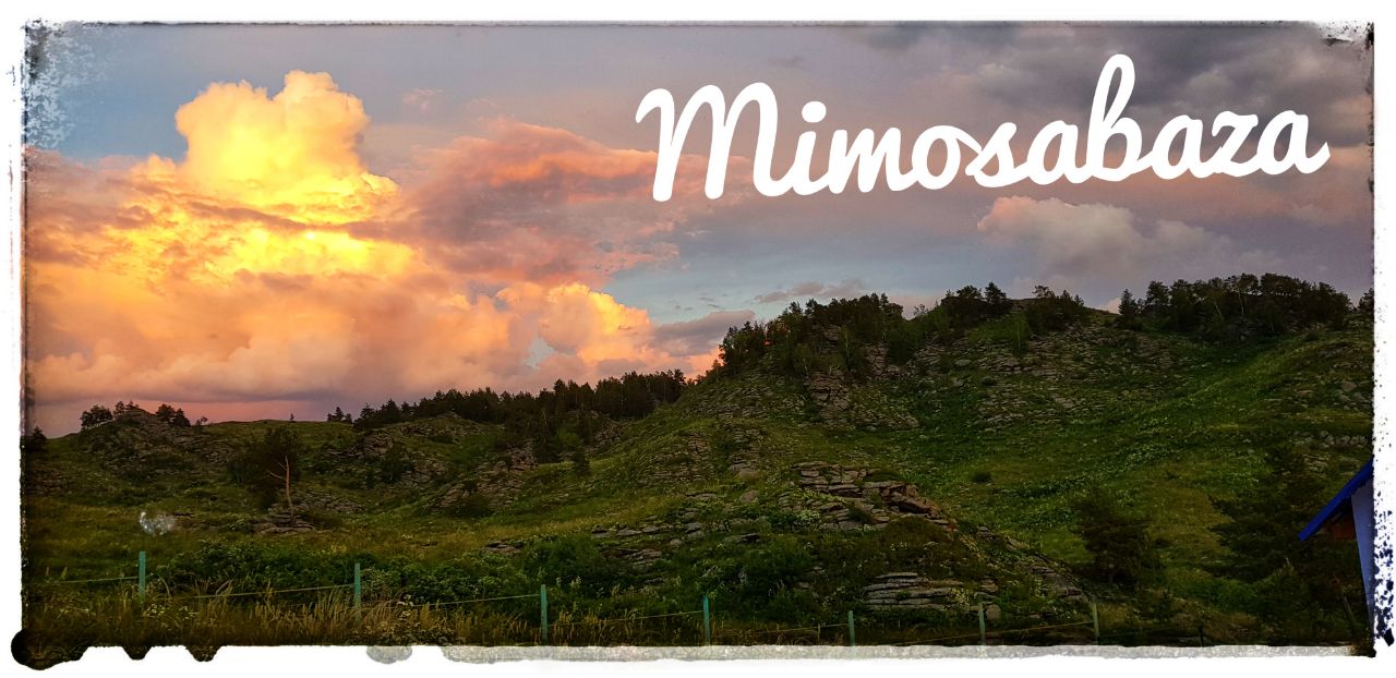 Мимоза - Limpopo Travel в Казахстане